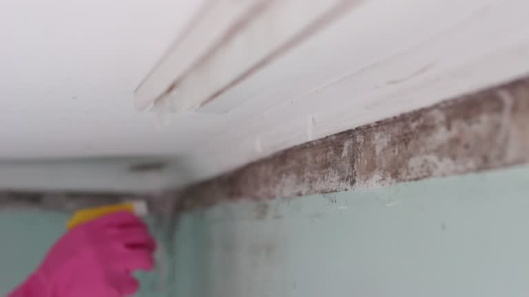 Best Commercial Mold Inspection  in Leakesville, MS